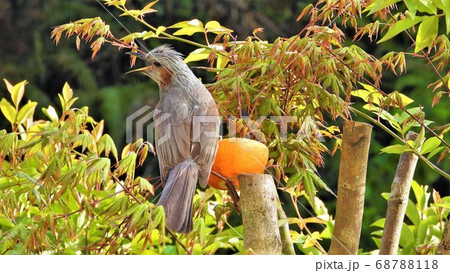 ヒヨドリ ヒヨドリ 68788118