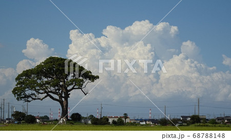 長田の大楠と入道雲 長田の大楠と入道雲 68788148