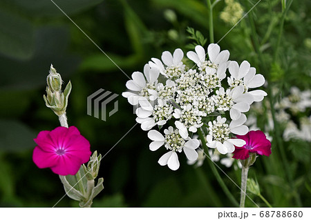 オルレア・ホワイトレースとスイセンノウ オルレア・ホワイトレースとスイセンノウ 68788680