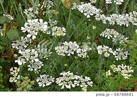 オルレア・ホワイトレース 68788681