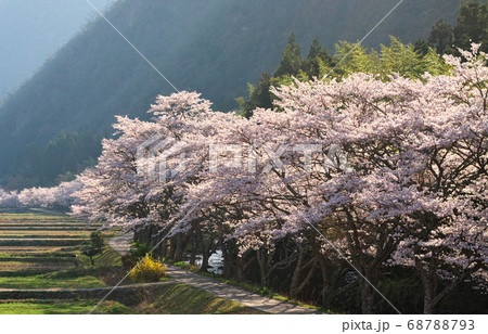 桜並木 岐阜県美濃加茂市牛牧地区 桜並木 岐阜県美濃加茂市牛牧地区 68788793