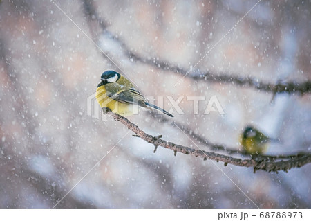 Titmouse on a snowy winter day 68788973