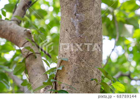 カクレミノ　ウコギ科カクレミノ属 68789144