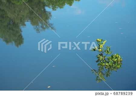 宮古島 島尻の満潮時のマングローブ林の写真素材