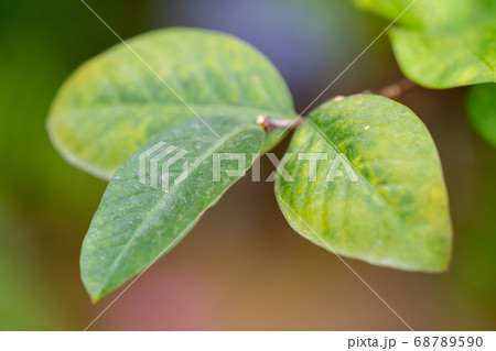 セイロン・ライティア　キョウチクトウ科ライティア属 68789590