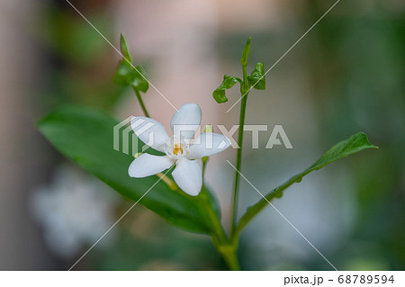 セイロン ライティア キョウチクトウ科ライティア属の写真素材