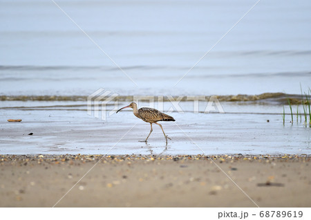 シギ 海 夏 68789619