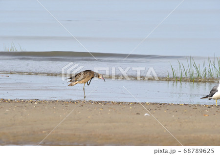 シギ 新しい 浜 68789625