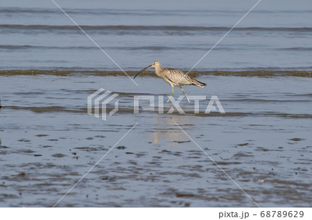 シギ 海 鳥 68789629