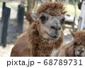 動物 動物学 アルパカ 68789731