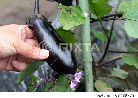 ナスの栽培　（6月）　家庭菜園 68789778