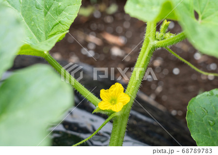 メロンの黄色く可憐な花　（6月）　家庭菜園 68789783