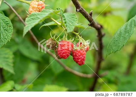 赤いラズベリーの栽培 6月 家庭菜園の写真素材