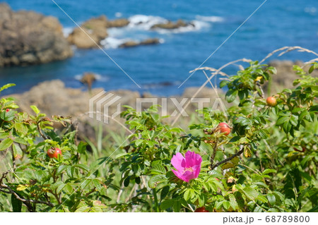 夏の種差海岸に咲くハマナスの花の写真素材