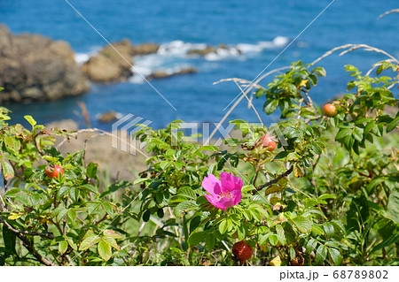 夏の種差海岸に咲くハマナスの花の写真素材