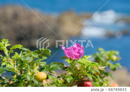 夏の種差海岸に咲くハマナスの花 夏の種差海岸に咲くハマナスの花 68789835