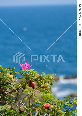 夏の種差海岸に咲くハマナスの花 68789849