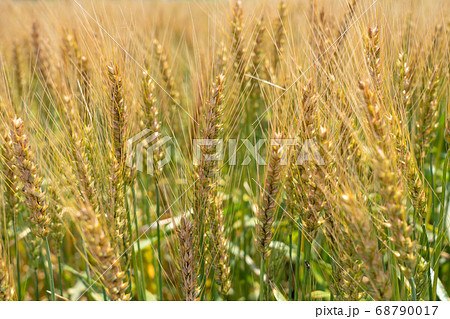 緑から黄金色へと近づく麦畑　（6月）　小麦の穂 68790017
