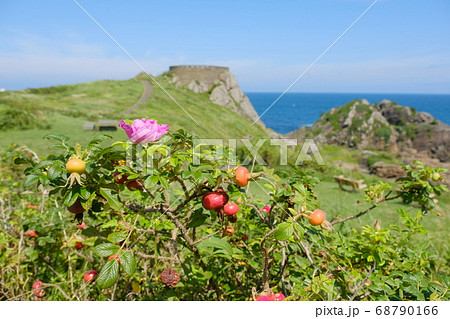 ハマナス咲く夏の葦毛崎 68790166