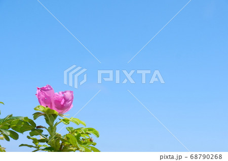 晴れた日の海岸に咲くはまなすの花 晴れた日の海岸に咲くはまなすの花 68790268
