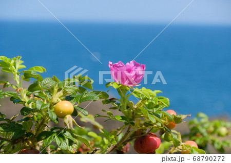 晴れた日の海岸に咲くはまなすの花 晴れた日の海岸に咲くはまなすの花 68790272