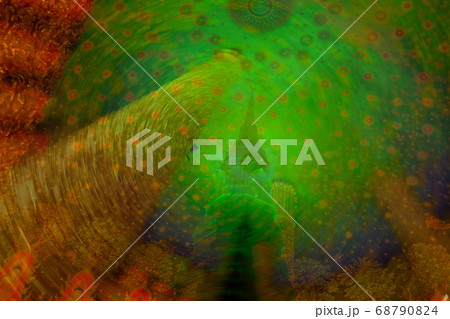 ワットパクナム ワットパクナム 68790824