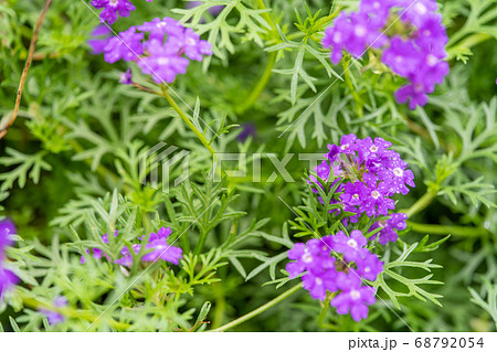 バーベナ クマツヅラ科バーベナ属の写真素材 [68792054] - PIXTA