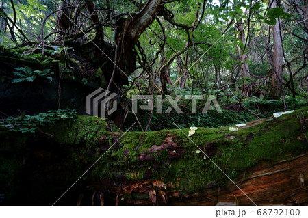 夏の朝の苔むす森の風景 -長野県、蓼科大滝付近 夏の朝の苔むす森の風景 -長野県、蓼科大滝付近 68792100