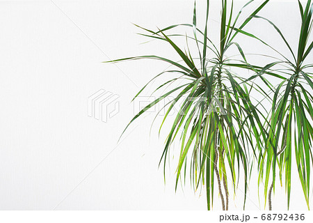 白い壁の部屋に観葉植物がある背景 B 3 グリーンの写真素材