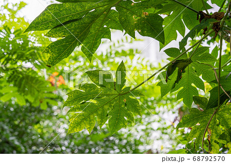 パパイア パパイア科 パパイア パパイア科 68792570