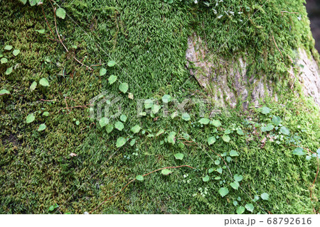 苔と植物 68792616