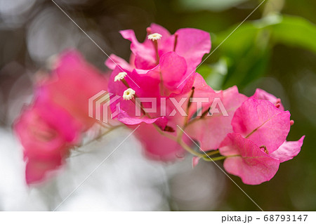 ブーゲンヴィレア オシロイバナ科ブーゲンヴィレア属の写真素材