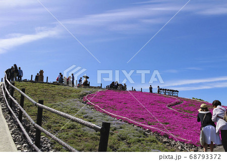 茶臼山高原 芝桜 68793372