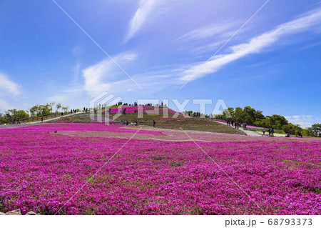 茶臼山高原 芝桜 68793373