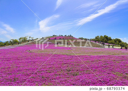 茶臼山高原 芝桜 68793374
