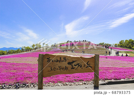茶臼山高原 芝桜 68793375