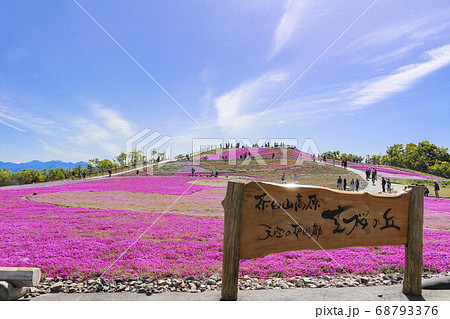 茶臼山高原 芝桜 68793376