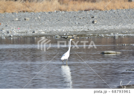 ダイサギ（荒川／埼玉県深谷市） 68793961