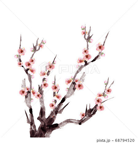水彩の梅の花のイラスト素材