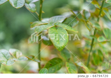 バラ ミケランジェロ バラ ミケランジェロ 68794720