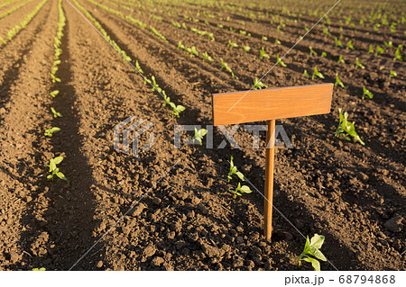 seedlings of sunflowers on the open ground, young 68794868