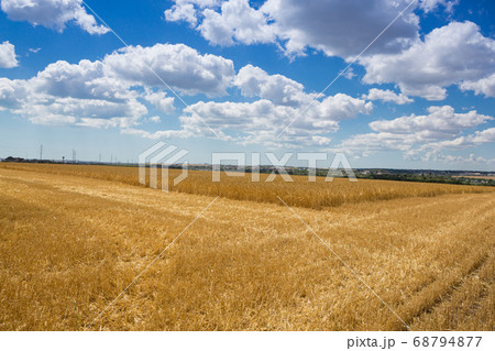 wheat field, ears of golden ripe wheat, 68794877