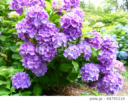 満開のアジサイ あじさい 紫陽花 満開のアジサイ あじさい 紫陽花 68795210