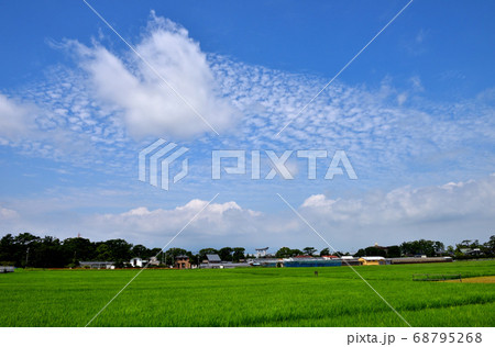 緑鮮やかな田んぼと青空と鱗雲 緑鮮やかな田んぼと青空と鱗雲 68795268