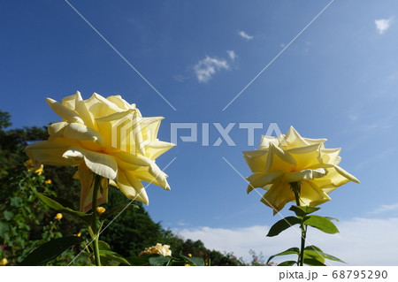 バラ　薔薇　ばら 68795290