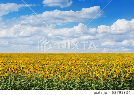 field of blossoming sunflowers and blue sky with 68795334