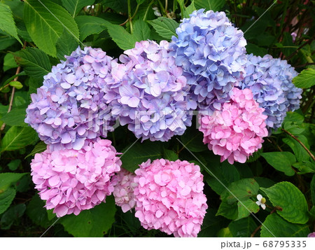 満開のアジサイ　あじさい　紫陽花 68795335