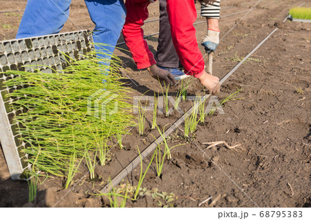 man planting seedlings in the open ground, spring man planting seedlings in the open ground, spring 68795383