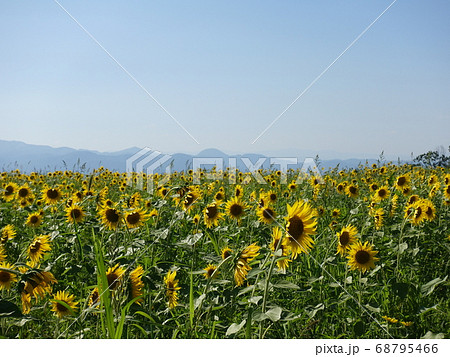 満開のヒマワリ　ひまわり　向日葵 68795466