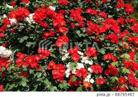 満開のつるバラ 薔薇 ばら 満開のつるバラ 薔薇 ばら 68795467